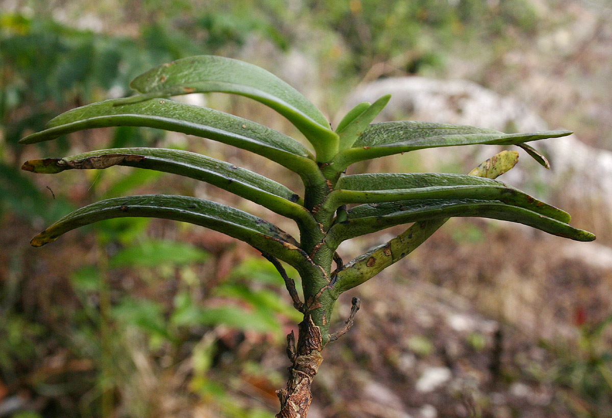 Cyrtorchis arcuata subsp. arcuata