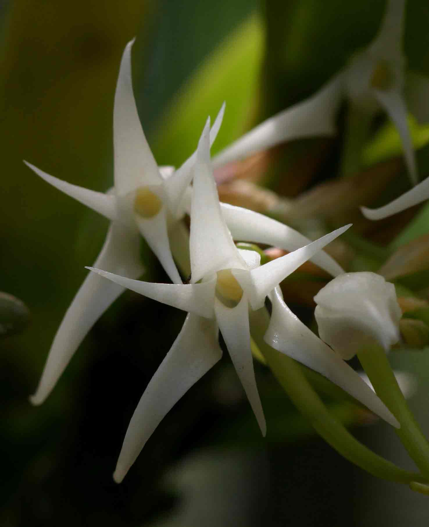 Cyrtorchis arcuata subsp. arcuata