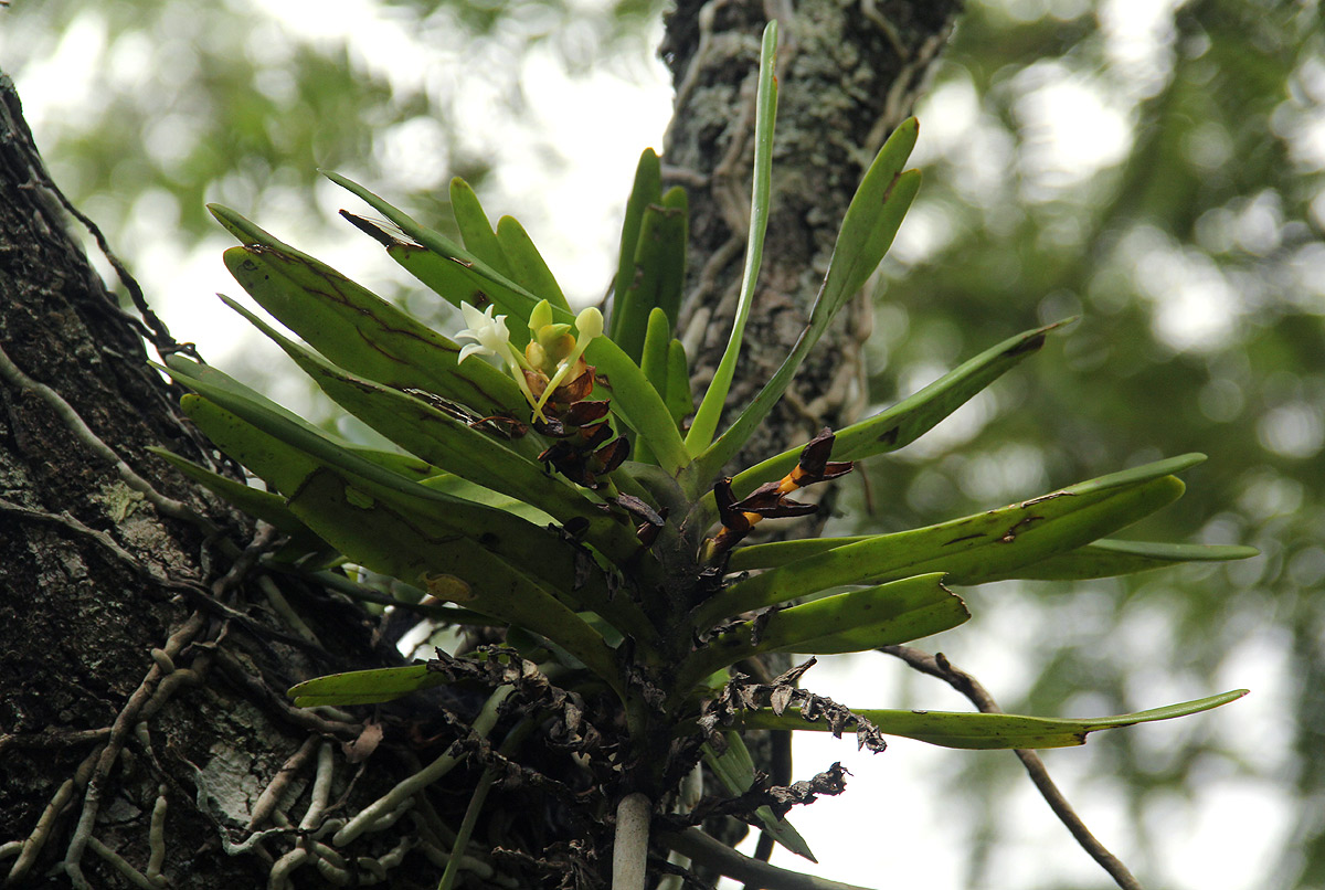 Cyrtorchis arcuata subsp. arcuata
