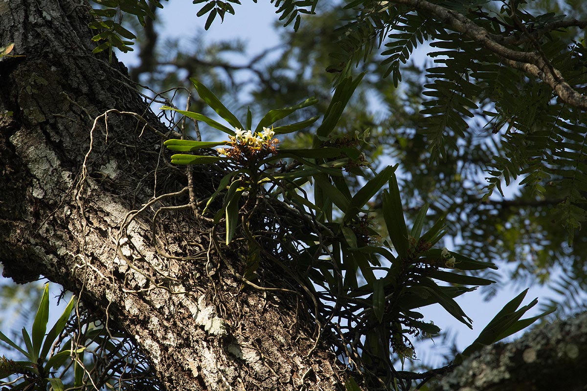 Cyrtorchis arcuata subsp. arcuata