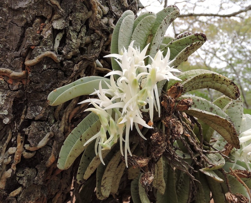 Cyrtorchis crassifolia