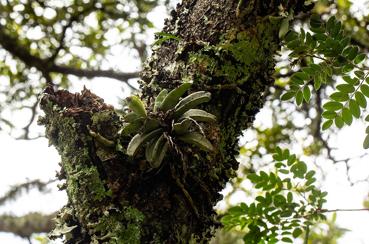 Cyrtorchis crassifolia