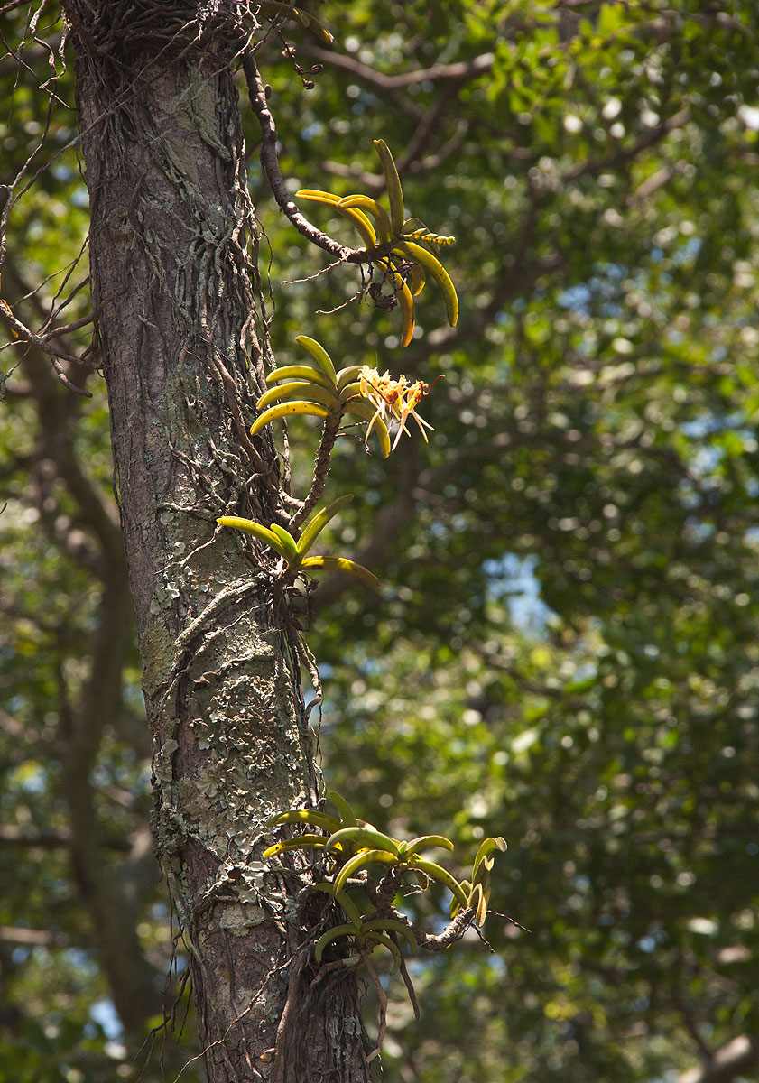 Cyrtorchis praetermissa subsp. praetermissa