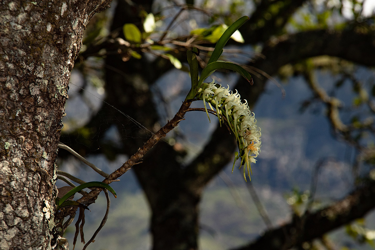 Cyrtorchis praetermissa subsp. praetermissa Cyrtorchis praetermissa subsp. praetermissa