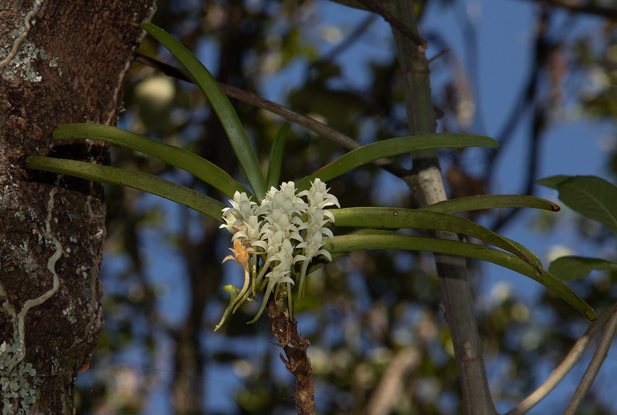 Cyrtorchis praetermissa subsp. praetermissa Cyrtorchis praetermissa subsp. praetermissa