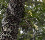 Cyrtorchis praetermissa subsp. praetermissa