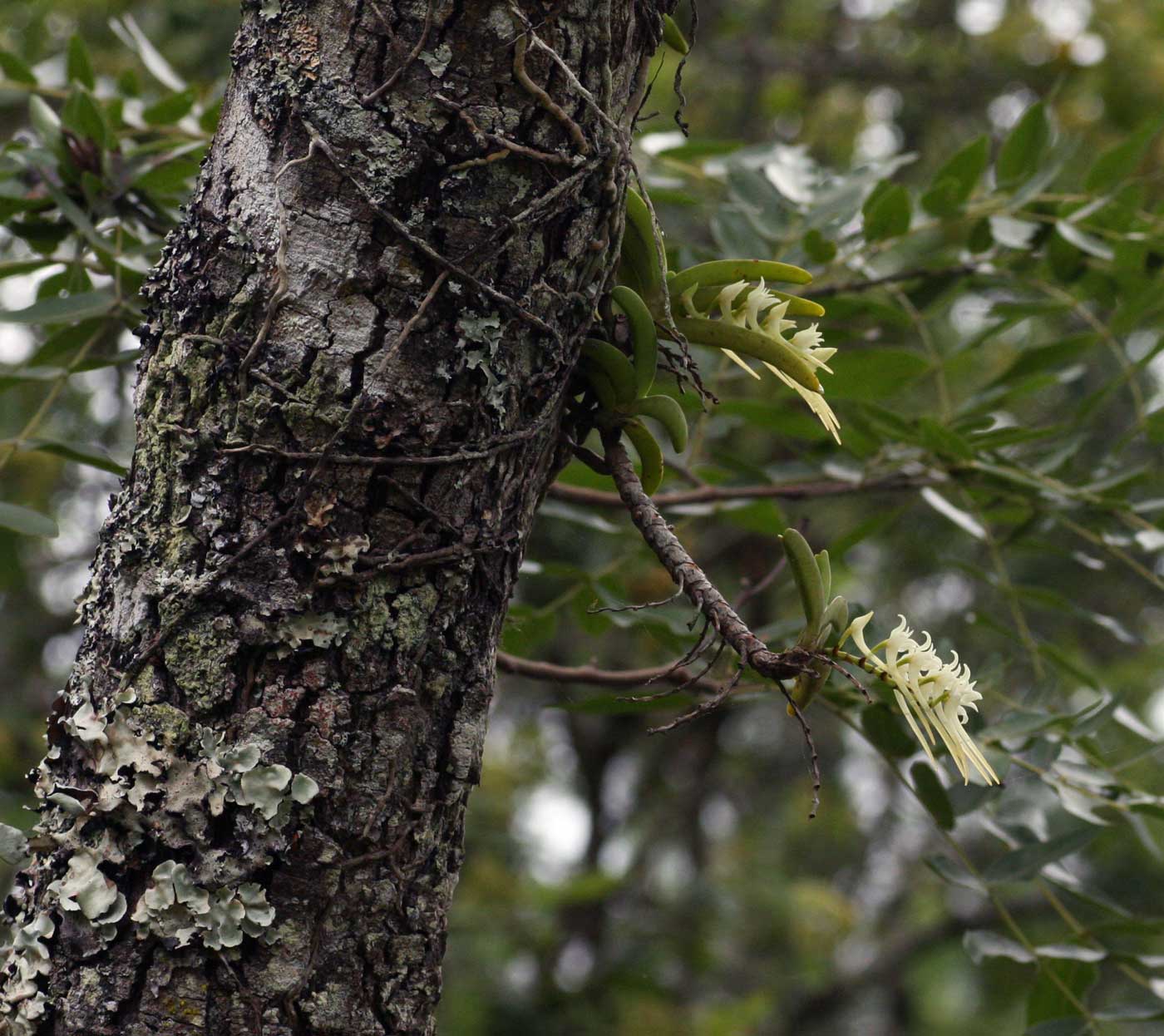 Cyrtorchis praetermissa subsp. praetermissa