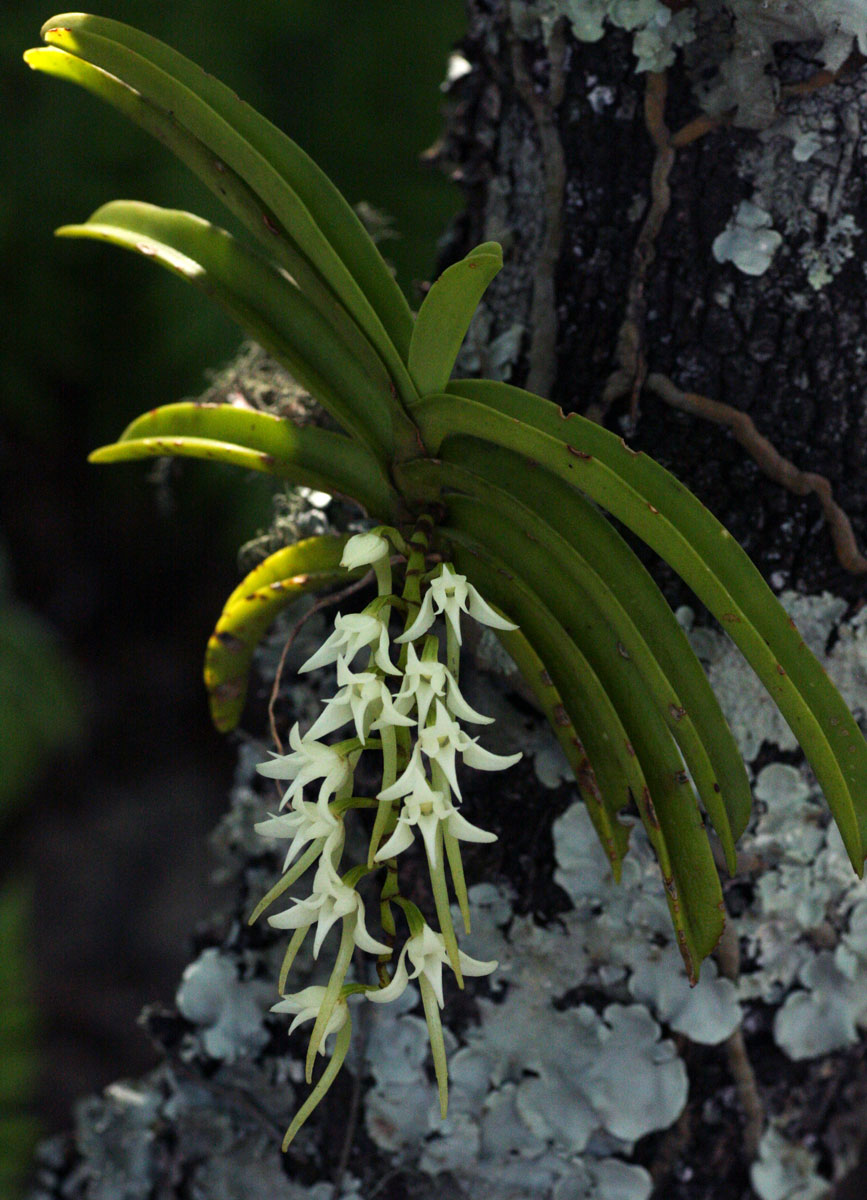 Cyrtorchis praetermissa subsp. praetermissa Cyrtorchis praetermissa subsp. praetermissa