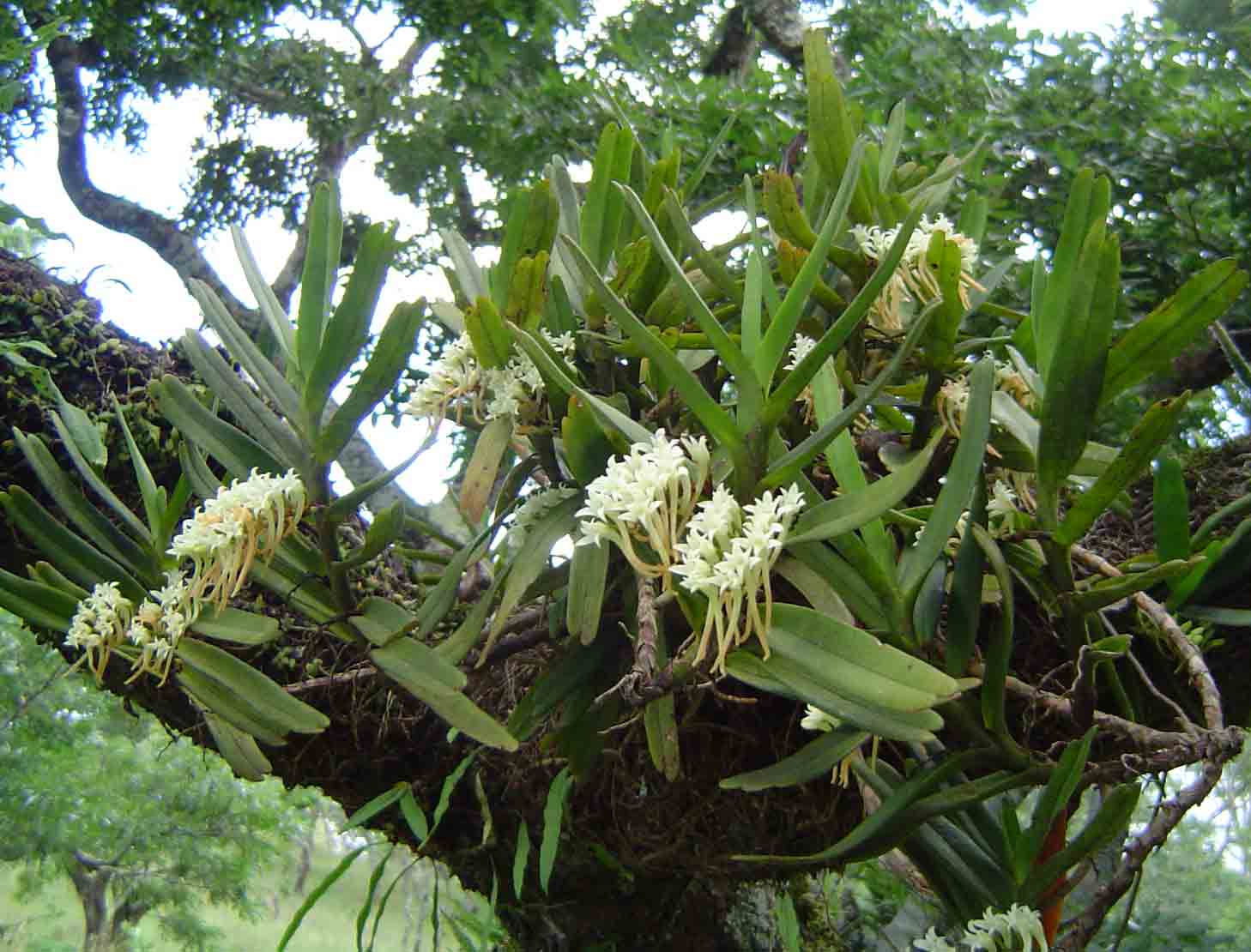 Cyrtorchis ringens Cyrtorchis ringens