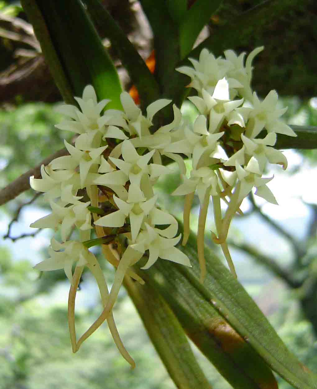 Cyrtorchis ringens Cyrtorchis ringens
