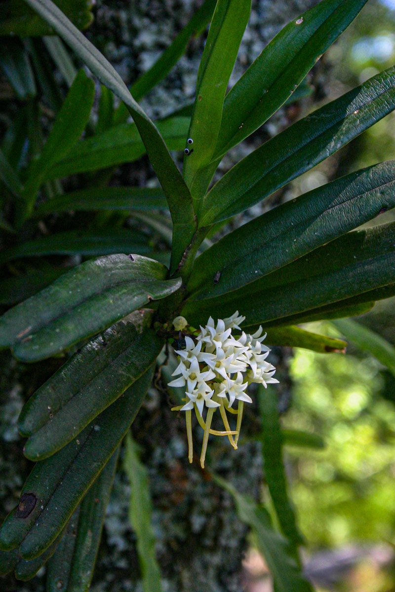 Cyrtorchis ringens