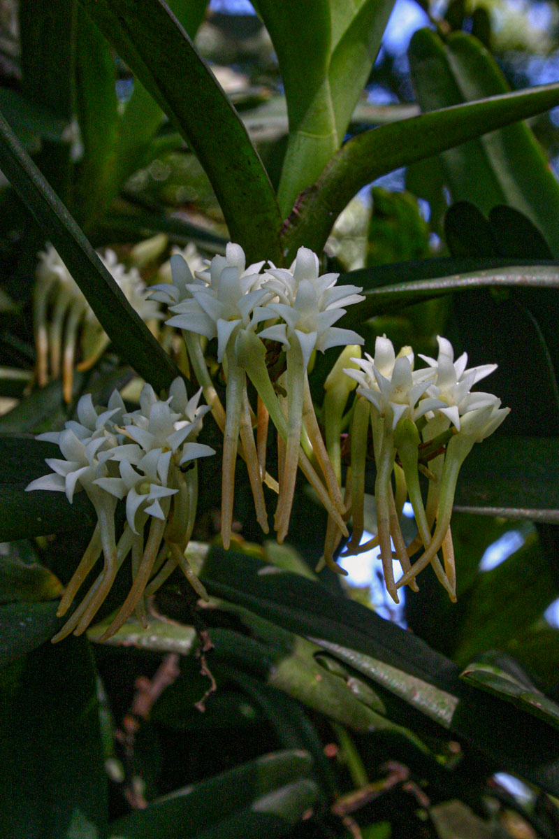 Cyrtorchis ringens