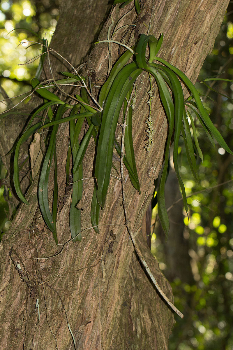 Diaphananthe fragrantissima Diaphananthe fragrantissima