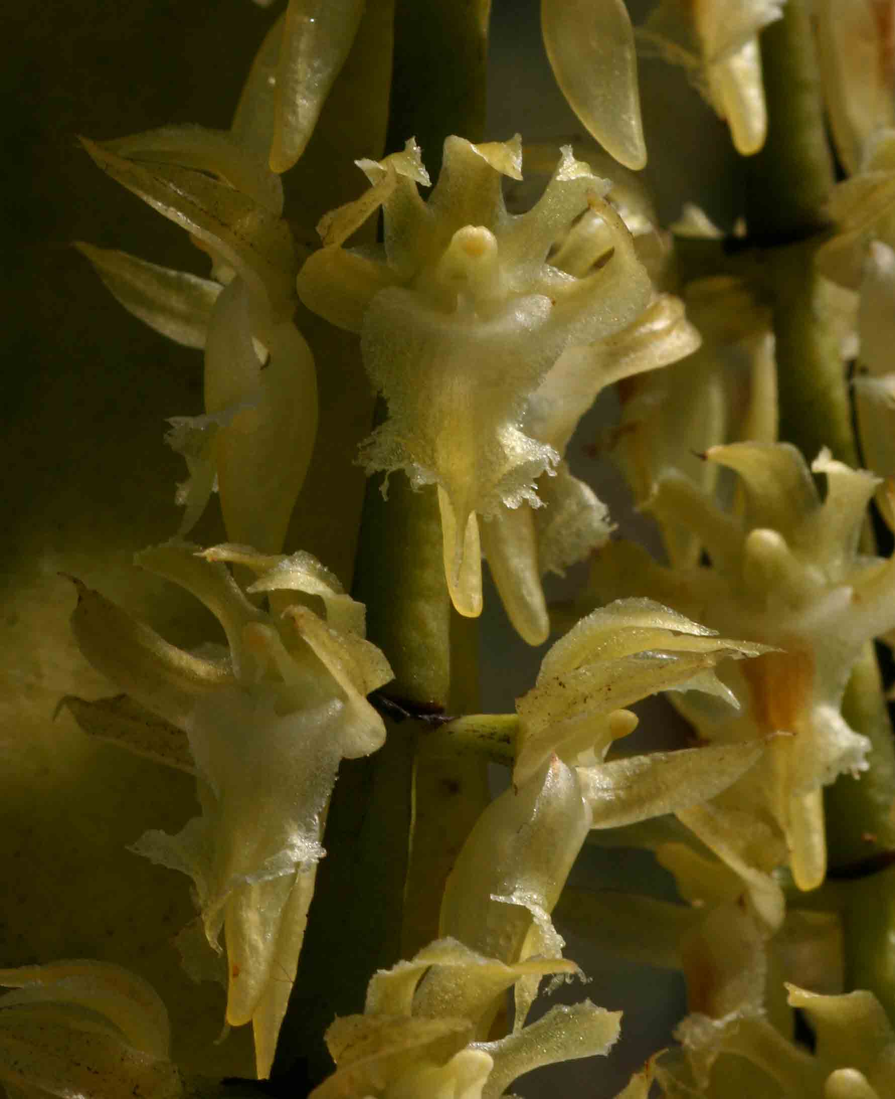 Diaphananthe fragrantissima