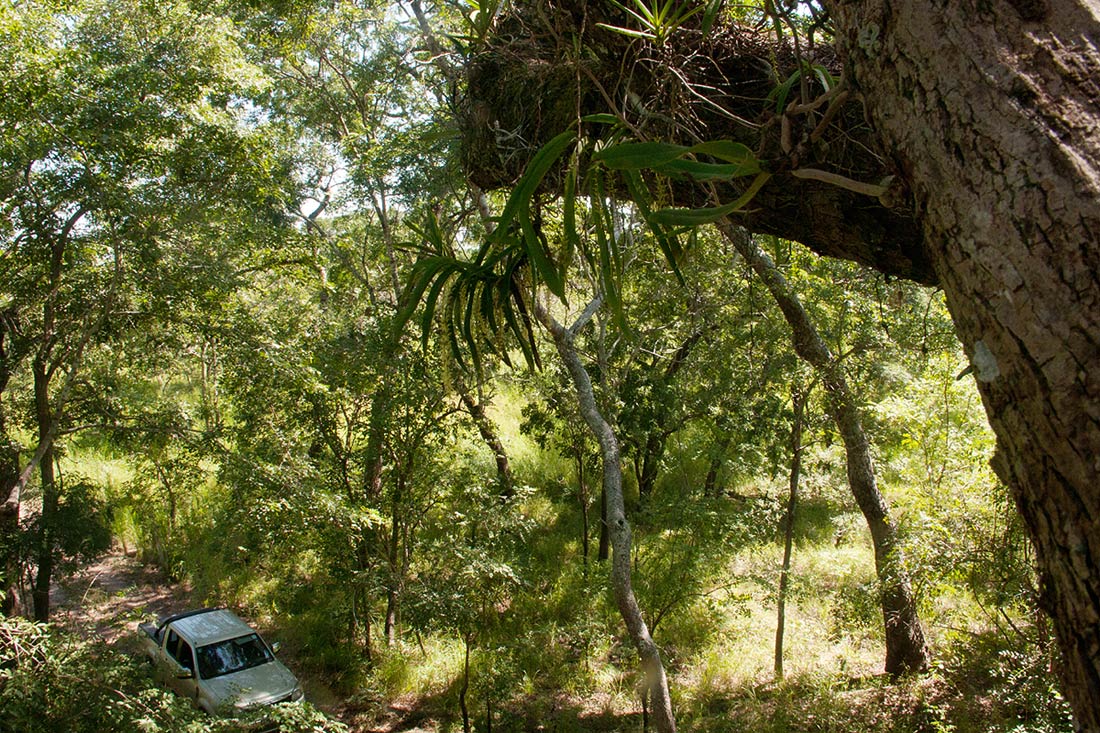 Diaphananthe fragrantissima