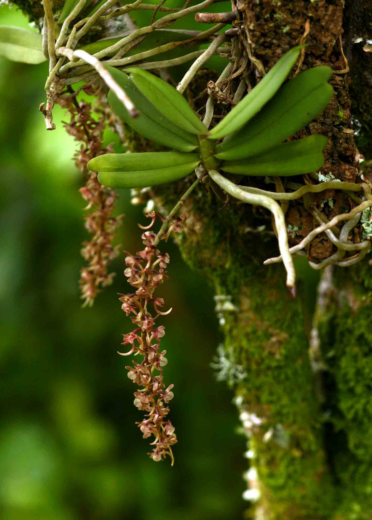 Rhipidoglossum rutilum