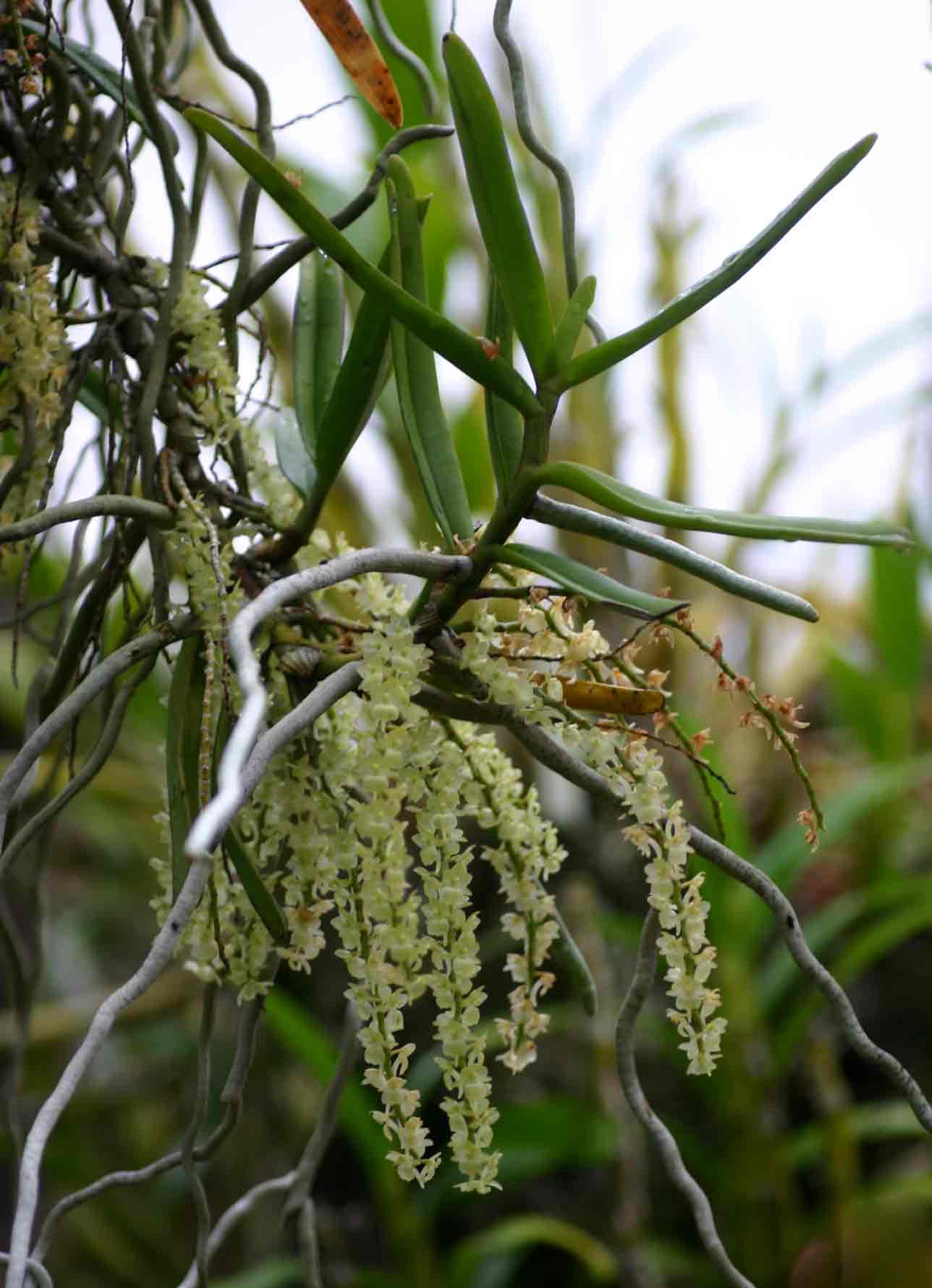 Rhipidoglossum xanthopollinium