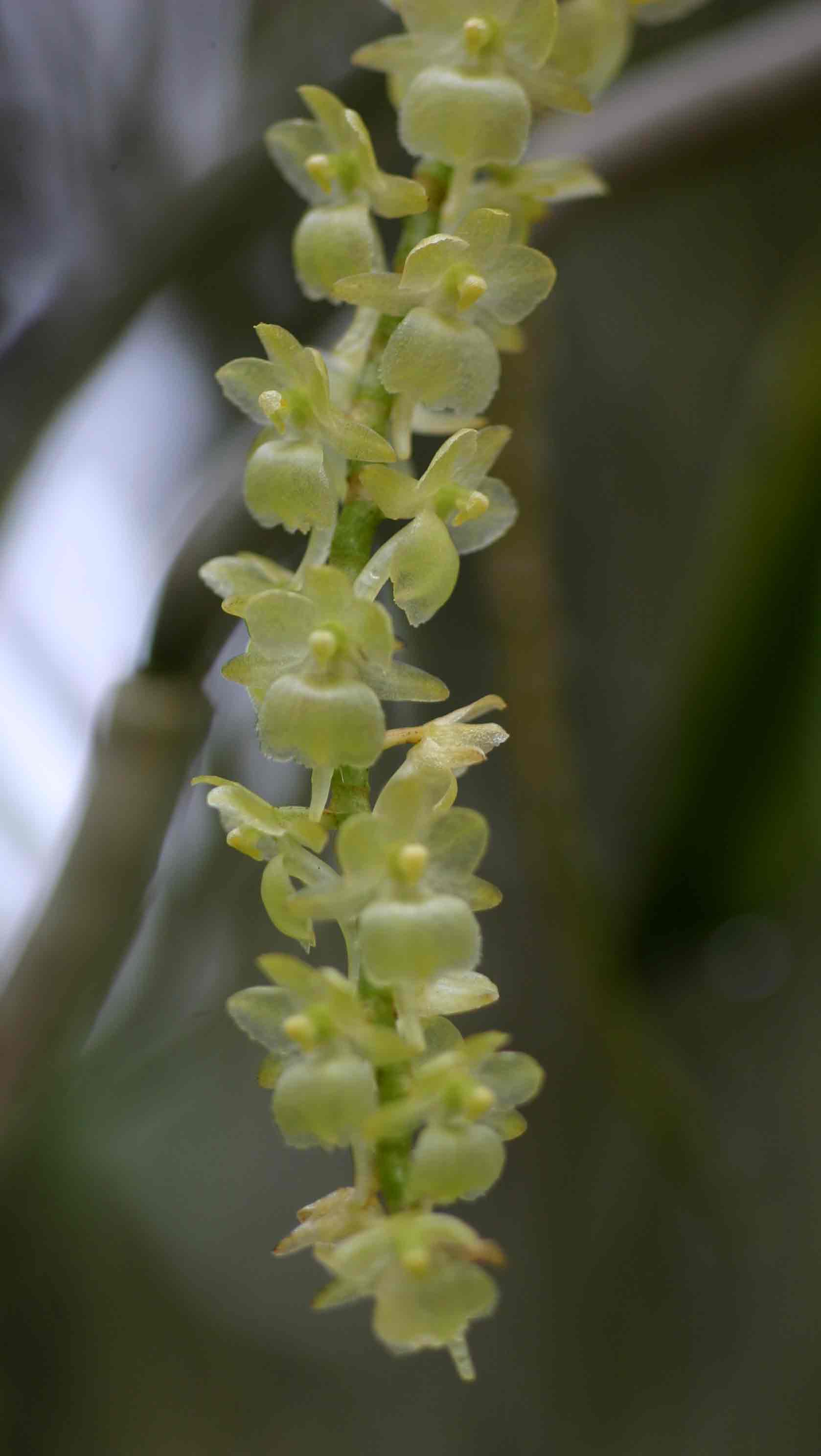 Rhipidoglossum xanthopollinium