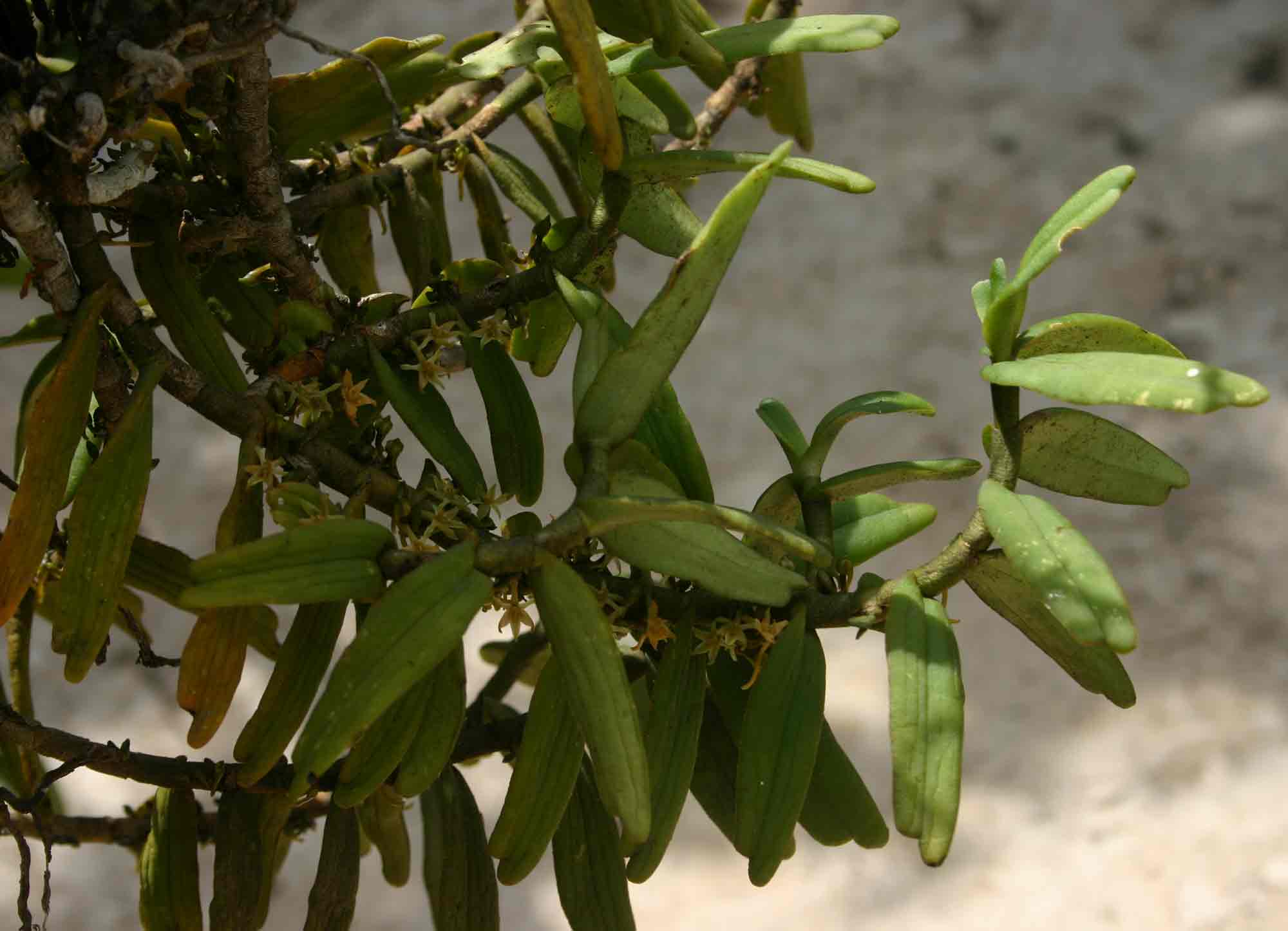 Tridactyle anthomaniaca subsp. anthomaniaca