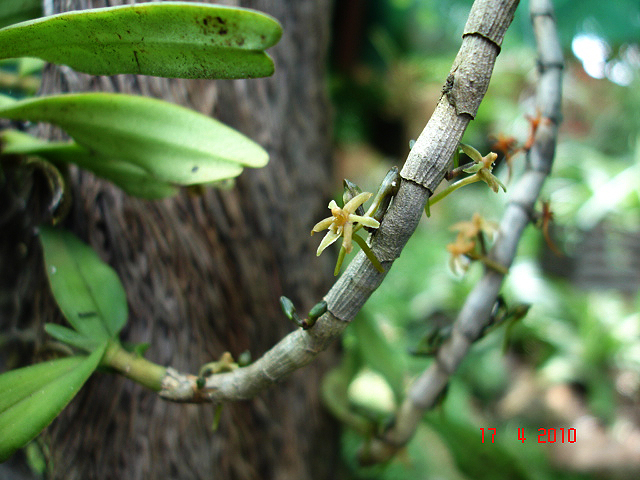 Tridactyle anthomaniaca subsp. anthomaniaca