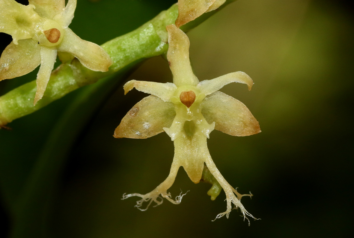 Tridactyle bicaudata Tridactyle bicaudata