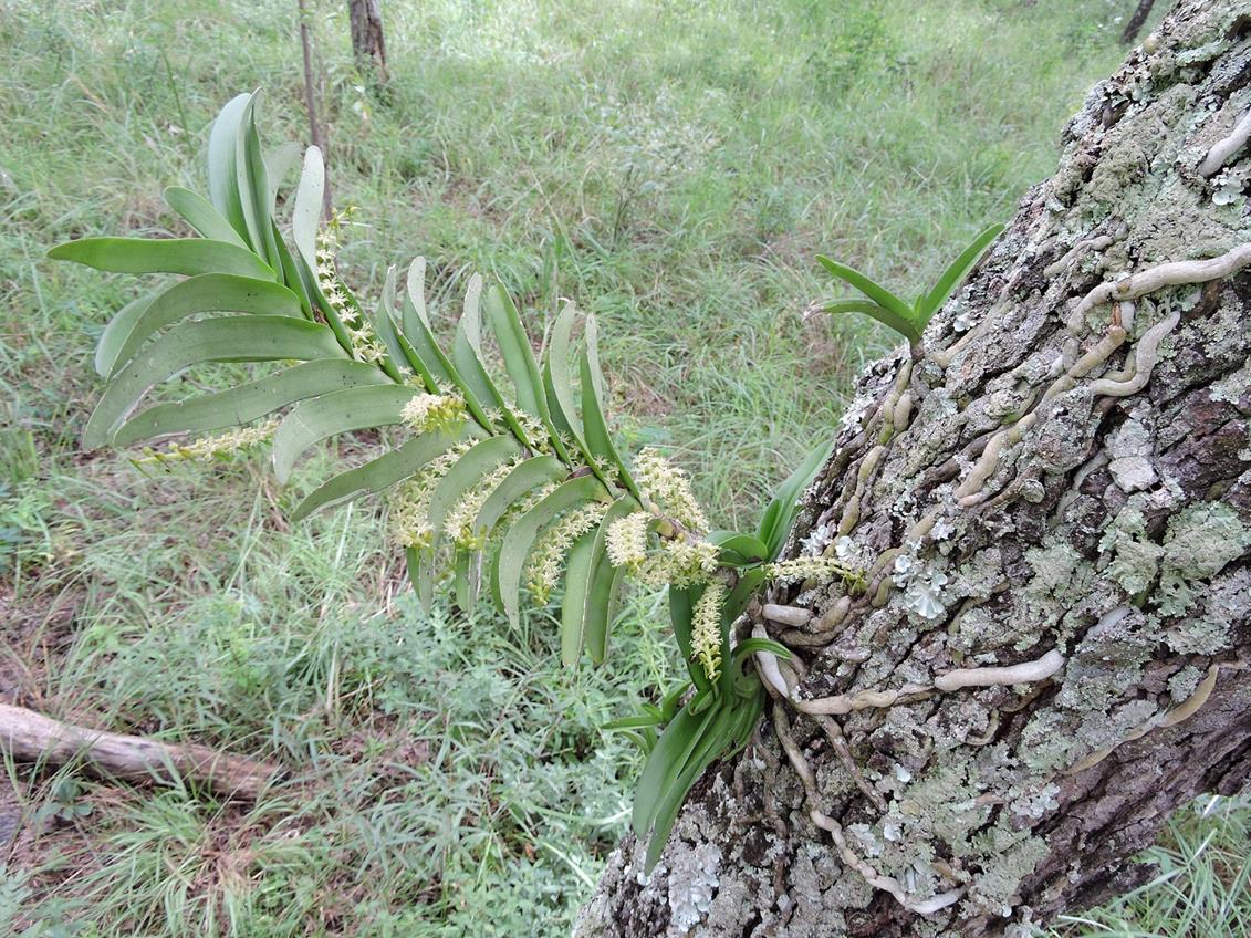 Tridactyle bicaudata
