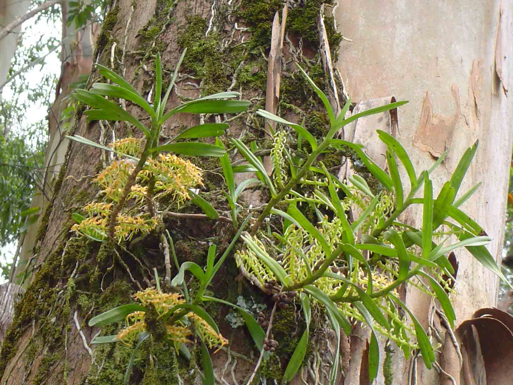 Tridactyle bicaudata Tridactyle bicaudata