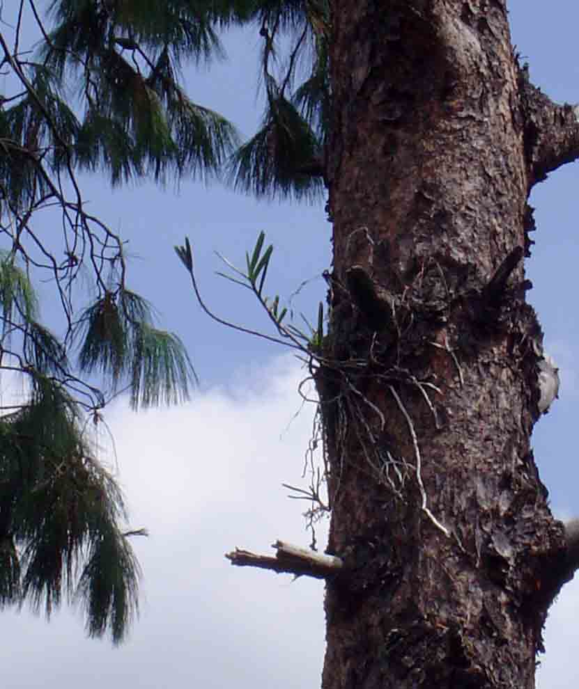 Tridactyle bicaudata Tridactyle bicaudata