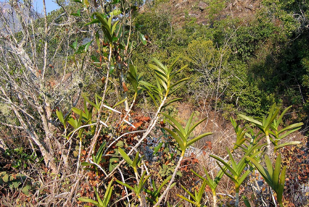 Tridactyle bicaudata Tridactyle bicaudata