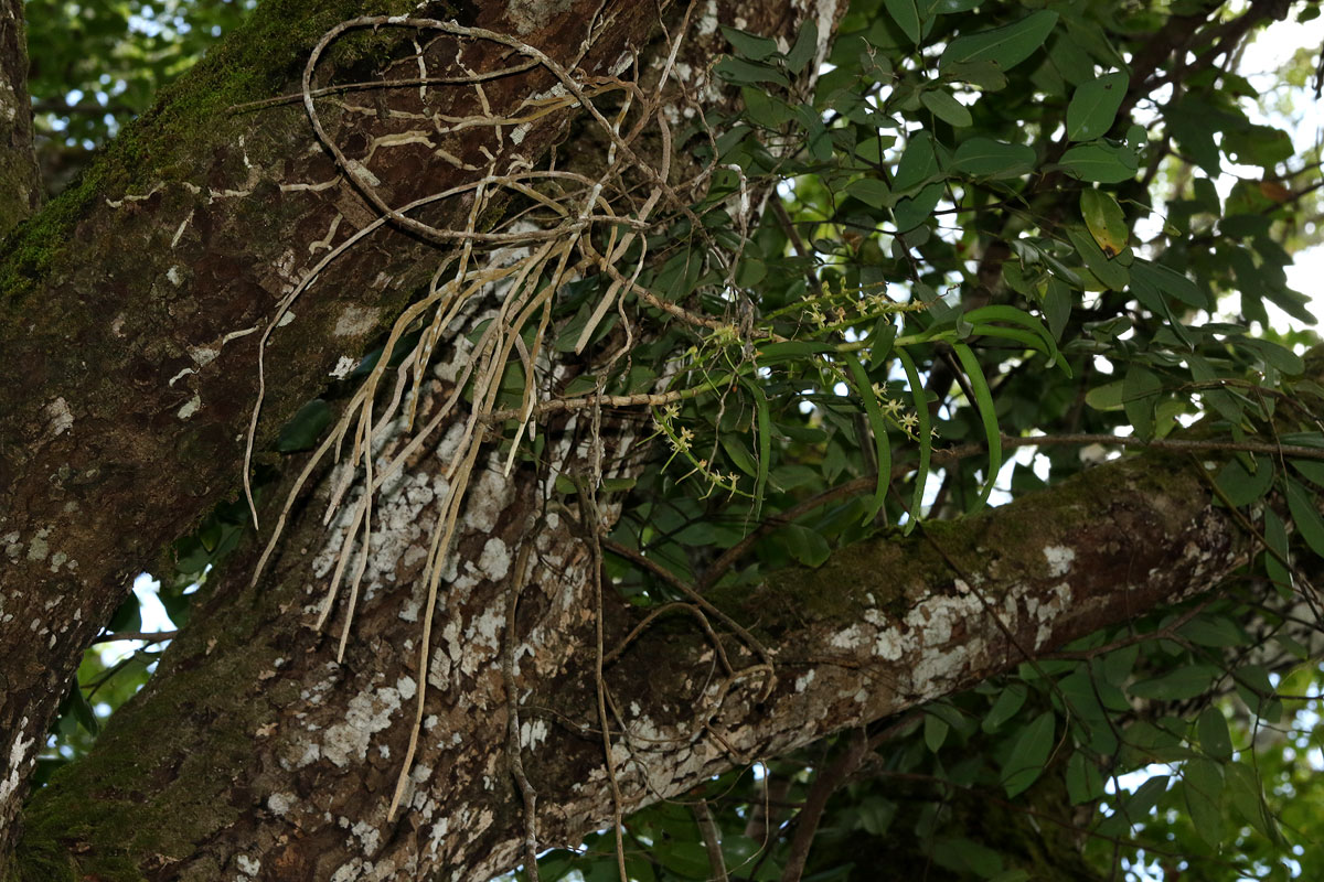 Tridactyle bicaudata Tridactyle bicaudata