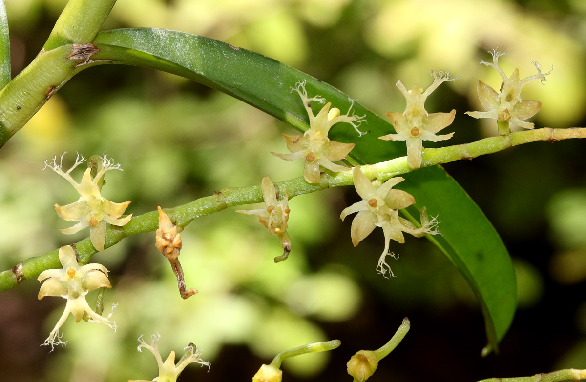 Tridactyle bicaudata Tridactyle bicaudata