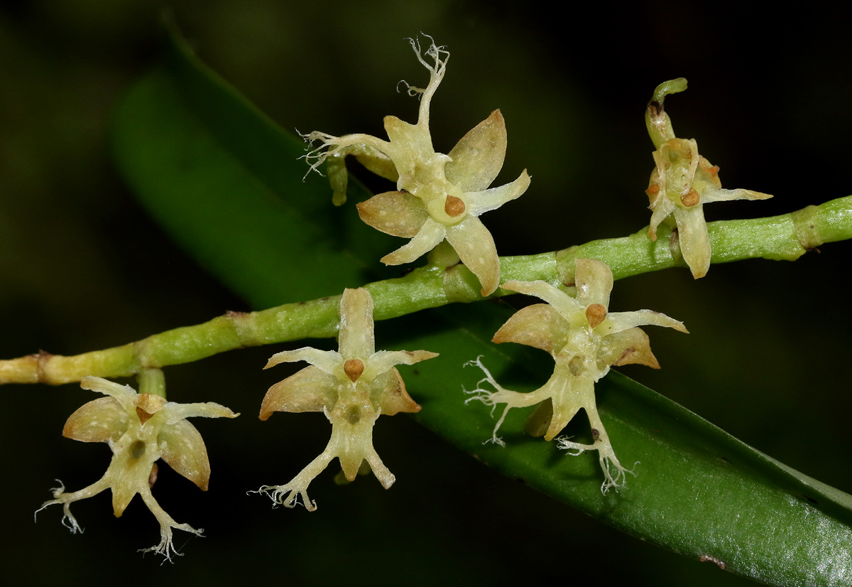 Tridactyle bicaudata Tridactyle bicaudata