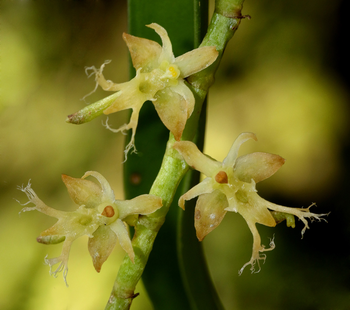 Tridactyle bicaudata Tridactyle bicaudata