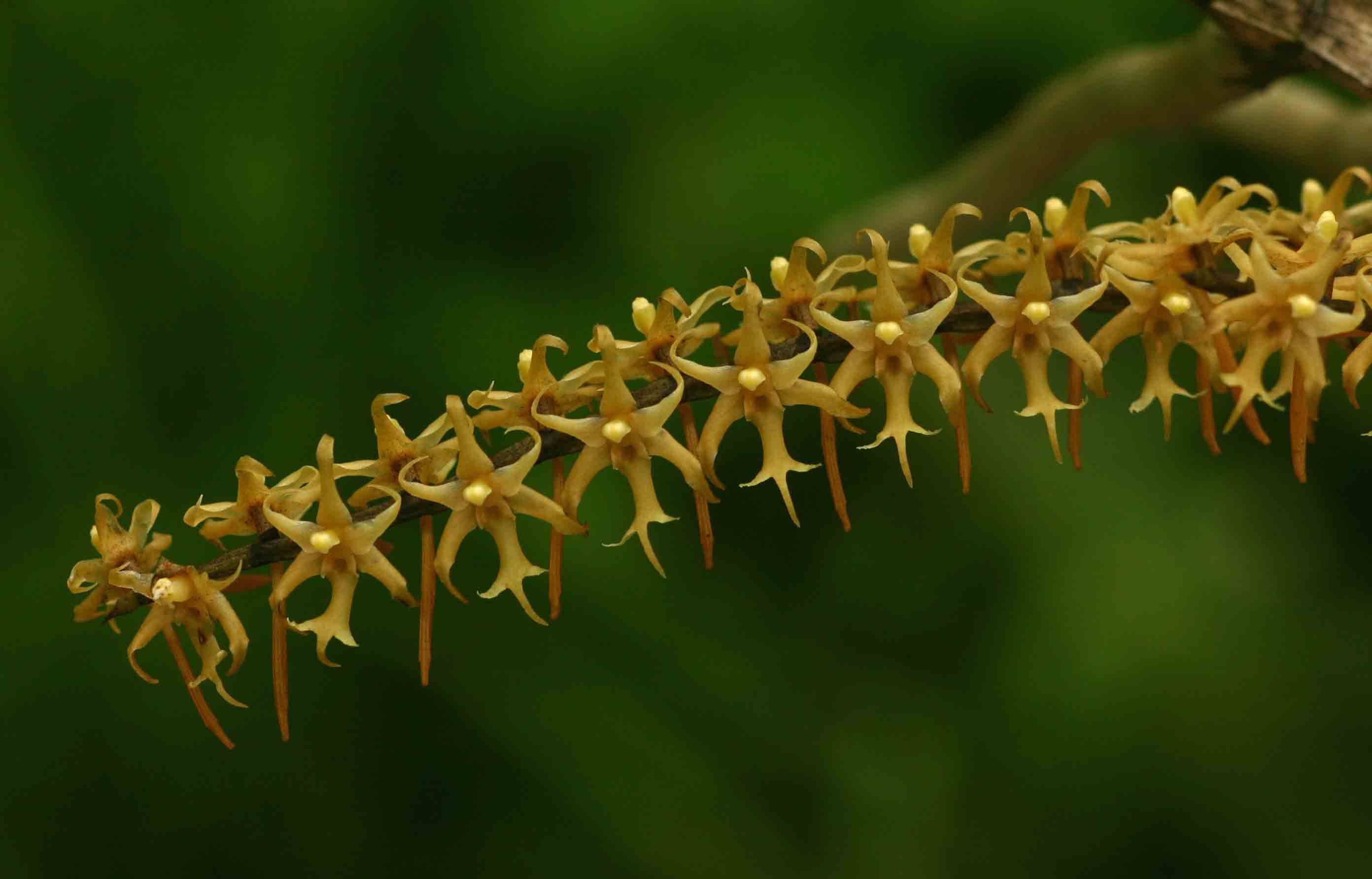 Tridactyle tricuspis