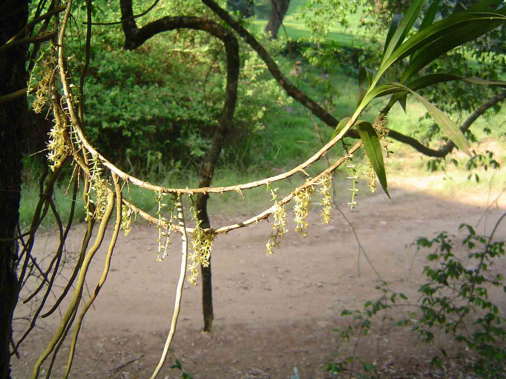 Tridactyle tridactylites Tridactyle tridactylites