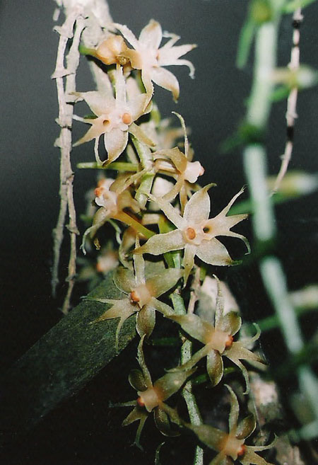 Tridactyle tridactylites Tridactyle tridactylites