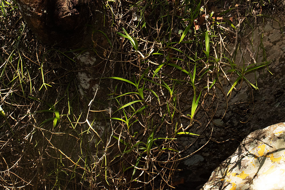 Tridactyle tridactylites Tridactyle tridactylites