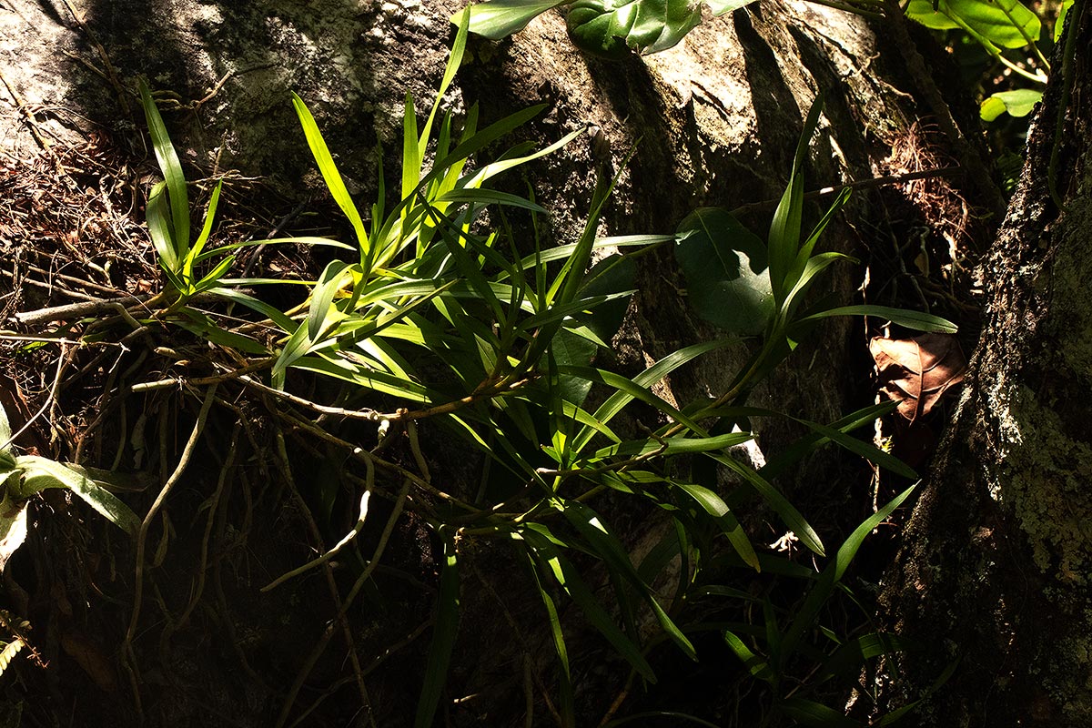 Tridactyle tridactylites Tridactyle tridactylites