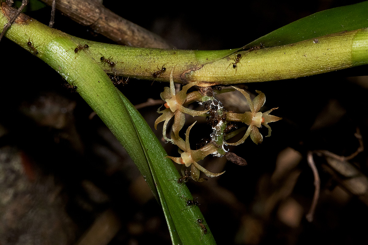 Tridactyle tridactylites Tridactyle tridactylites