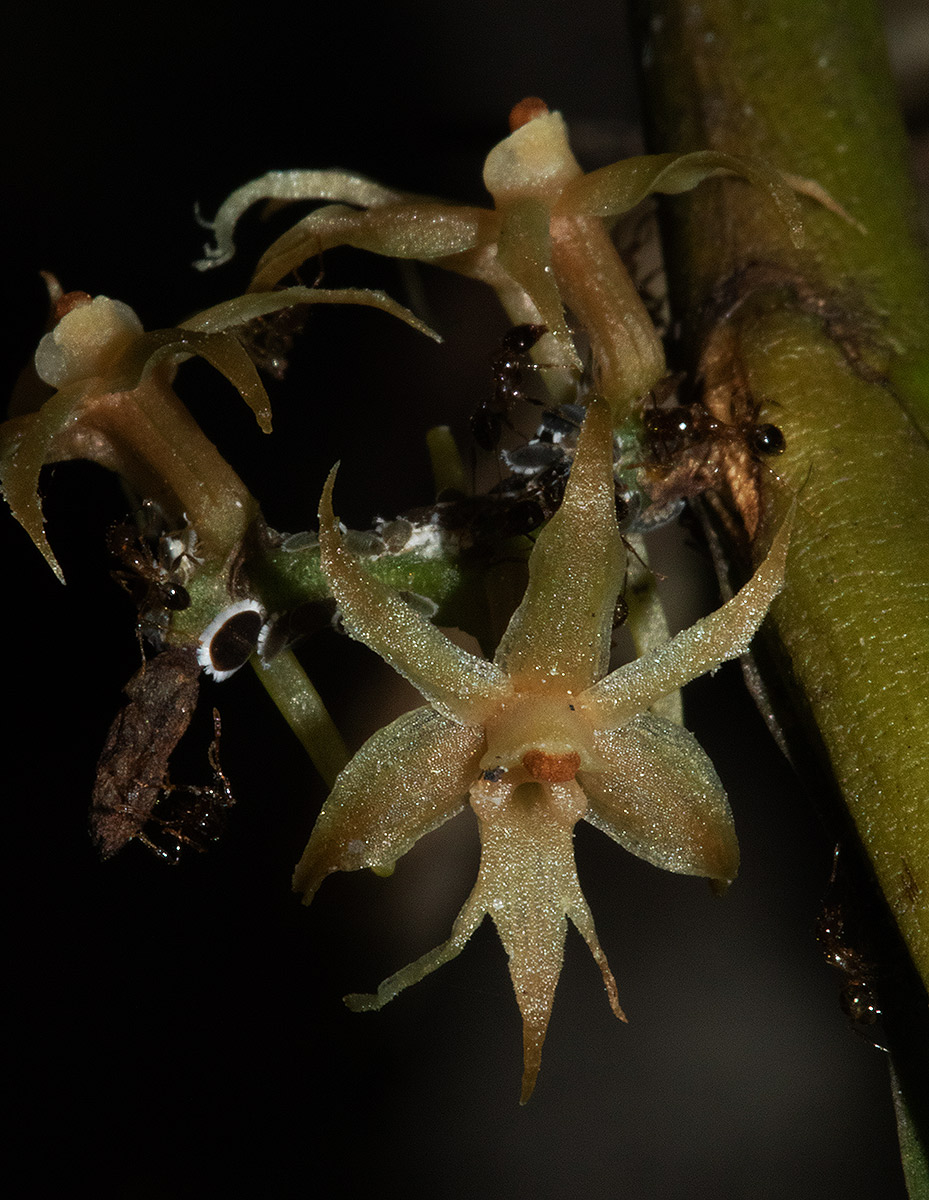 Tridactyle tridactylites Tridactyle tridactylites