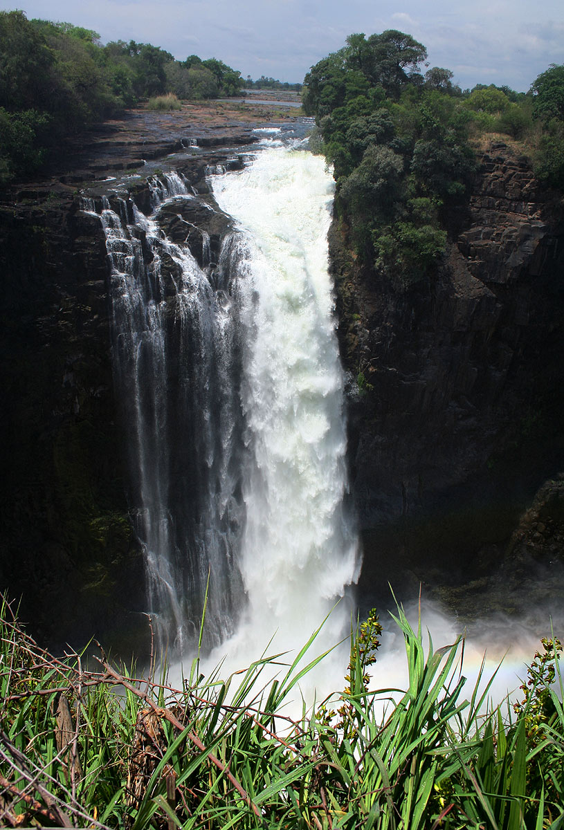 Eulophia alta Eulophia alta