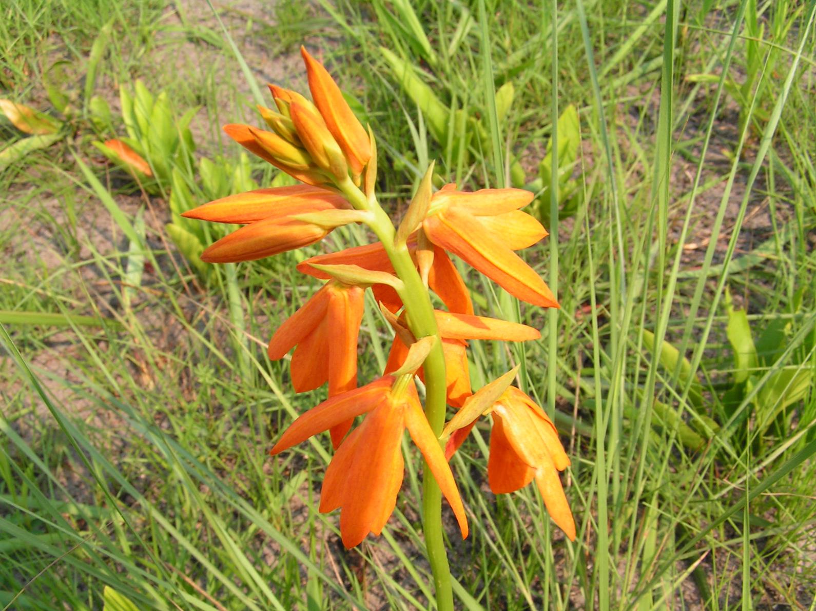Orthochilus aurantiacus Orthochilus aurantiacus