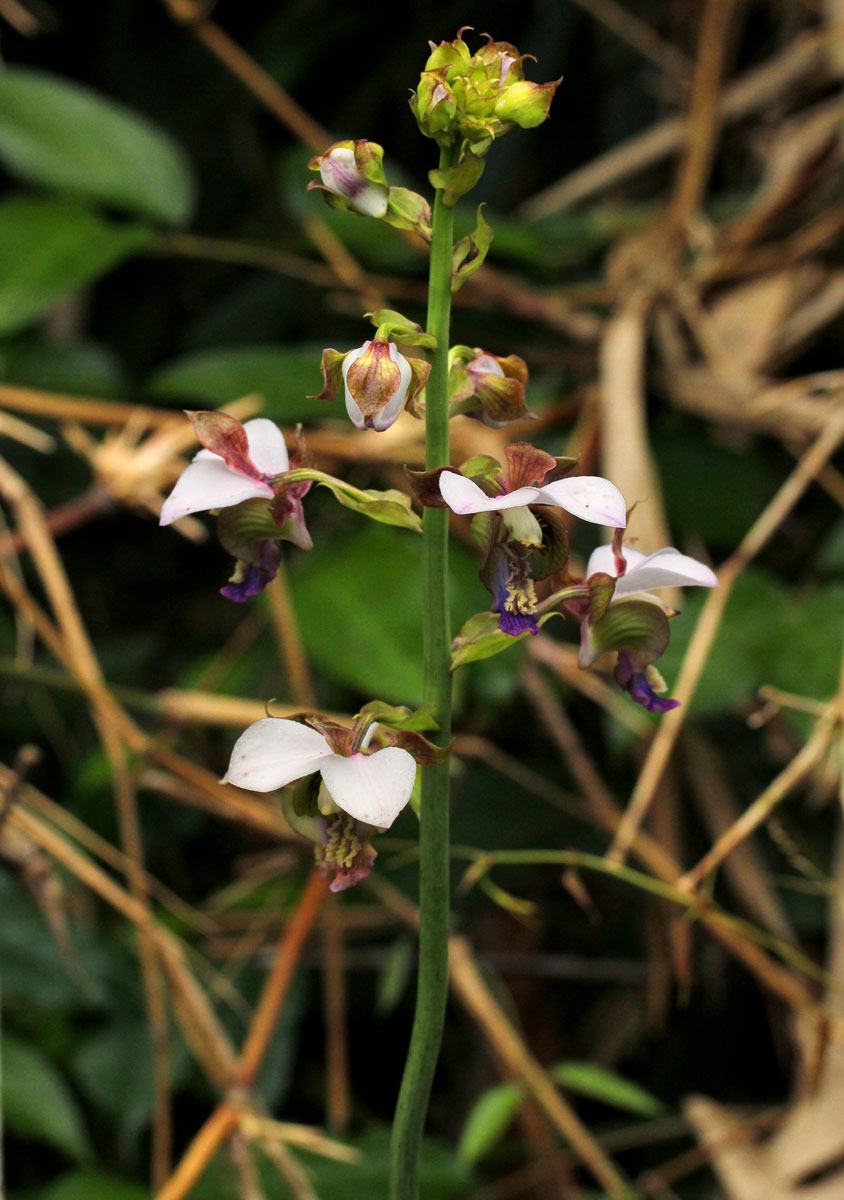 Eulophia horsfallii Eulophia horsfallii