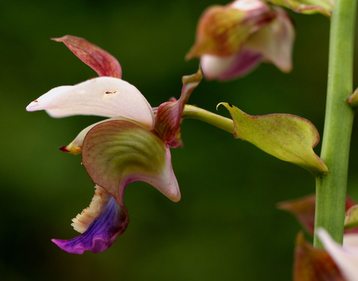Eulophia horsfallii Eulophia horsfallii