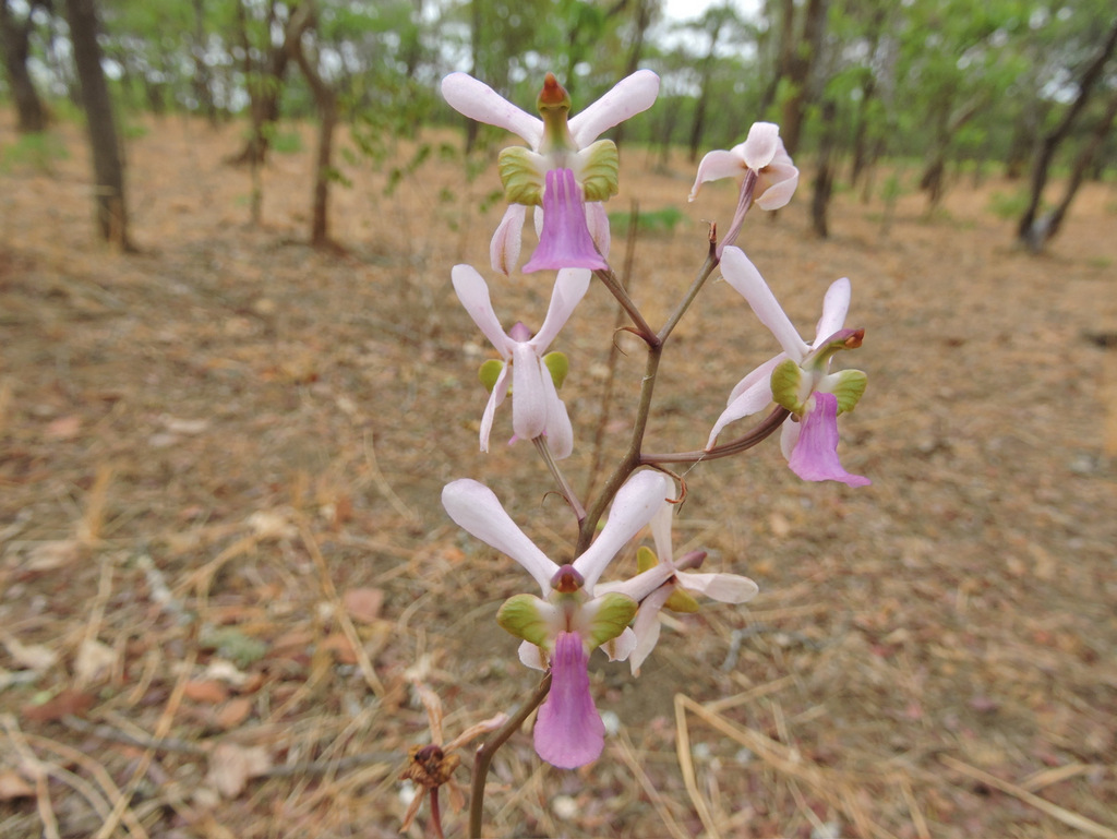 Eulophia livingstoneana