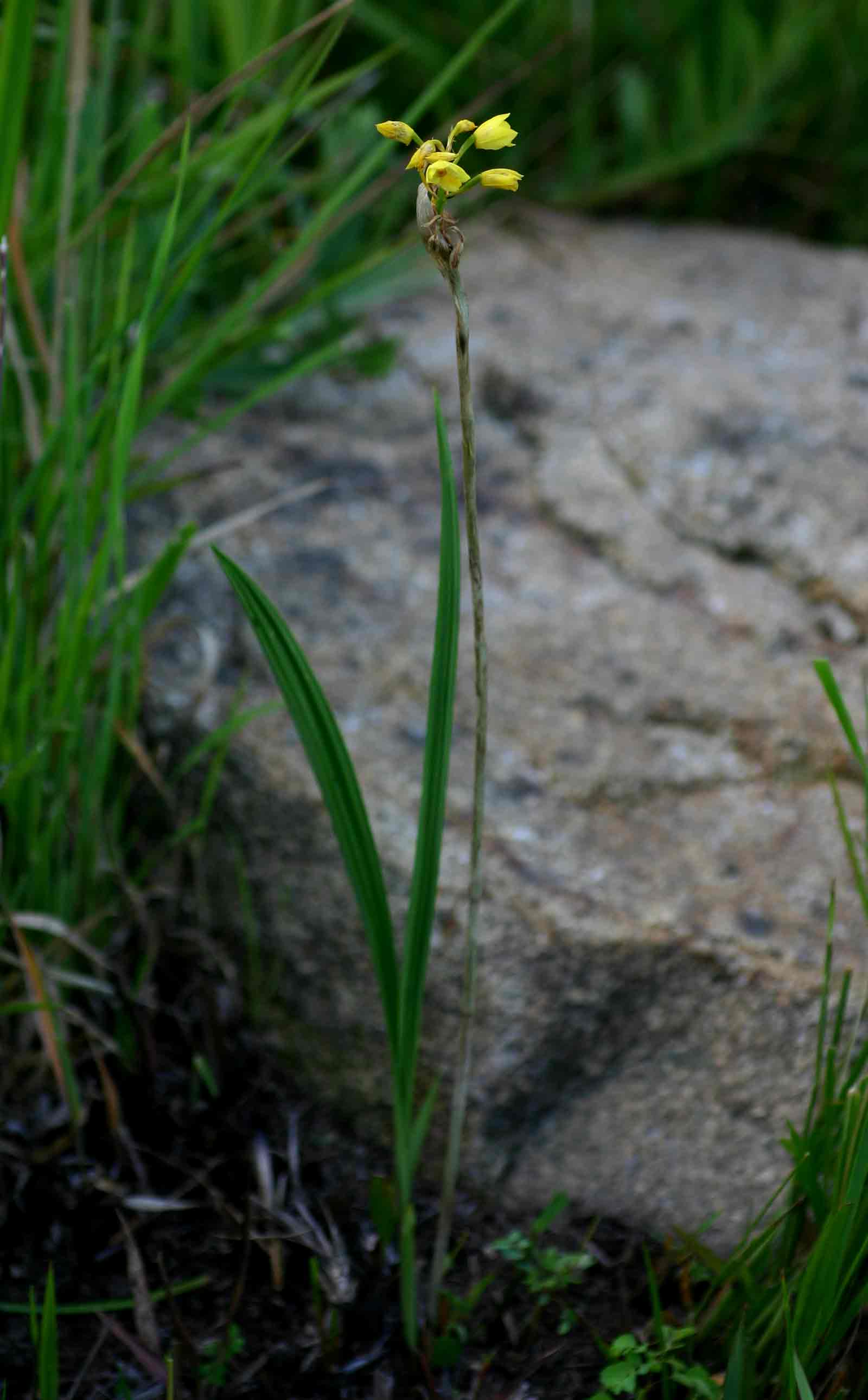 Orthochilus odontoglossus