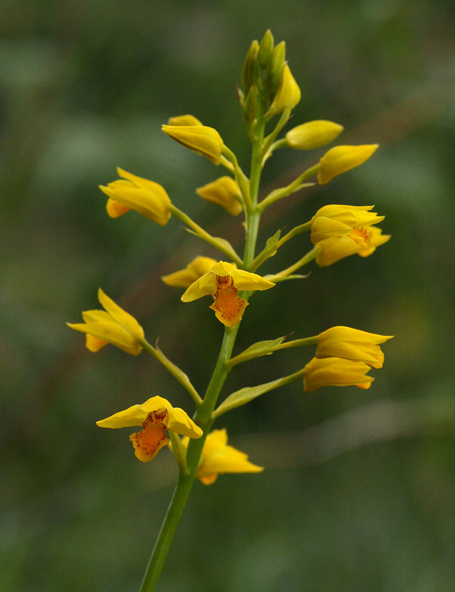 Orthochilus odontoglossus Orthochilus odontoglossus