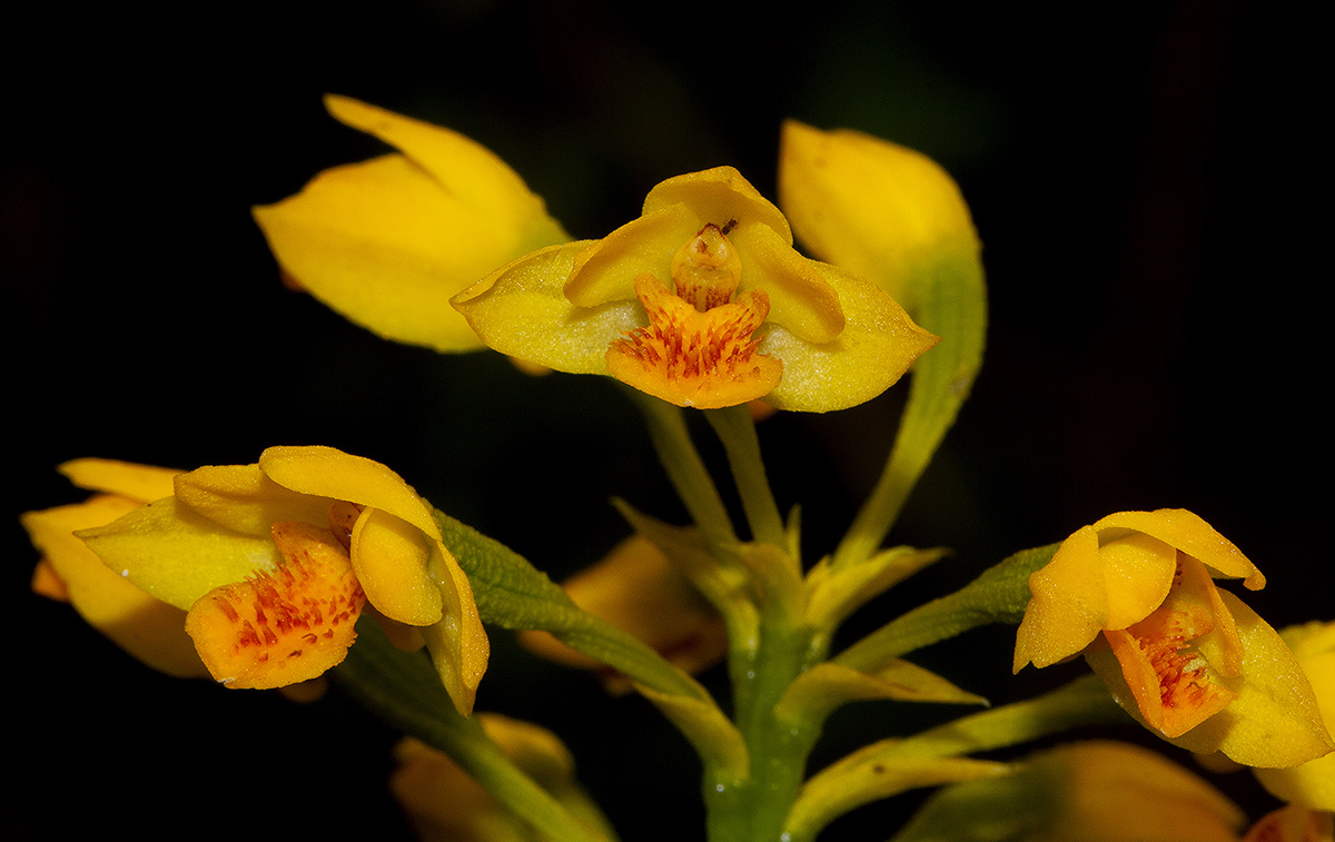 Orthochilus odontoglossus