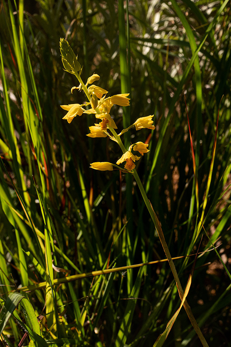 Orthochilus odontoglossus