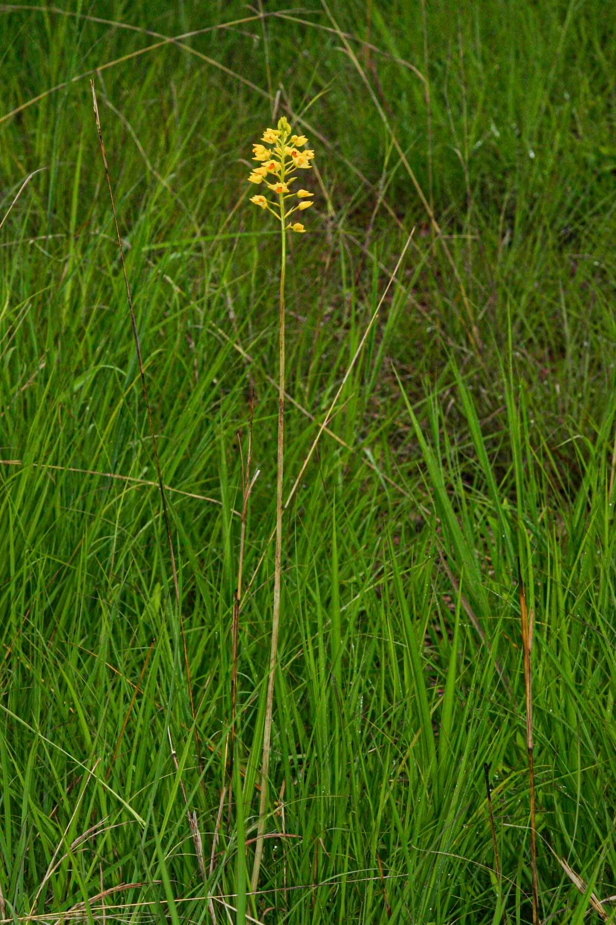 Orthochilus odontoglossus Orthochilus odontoglossus